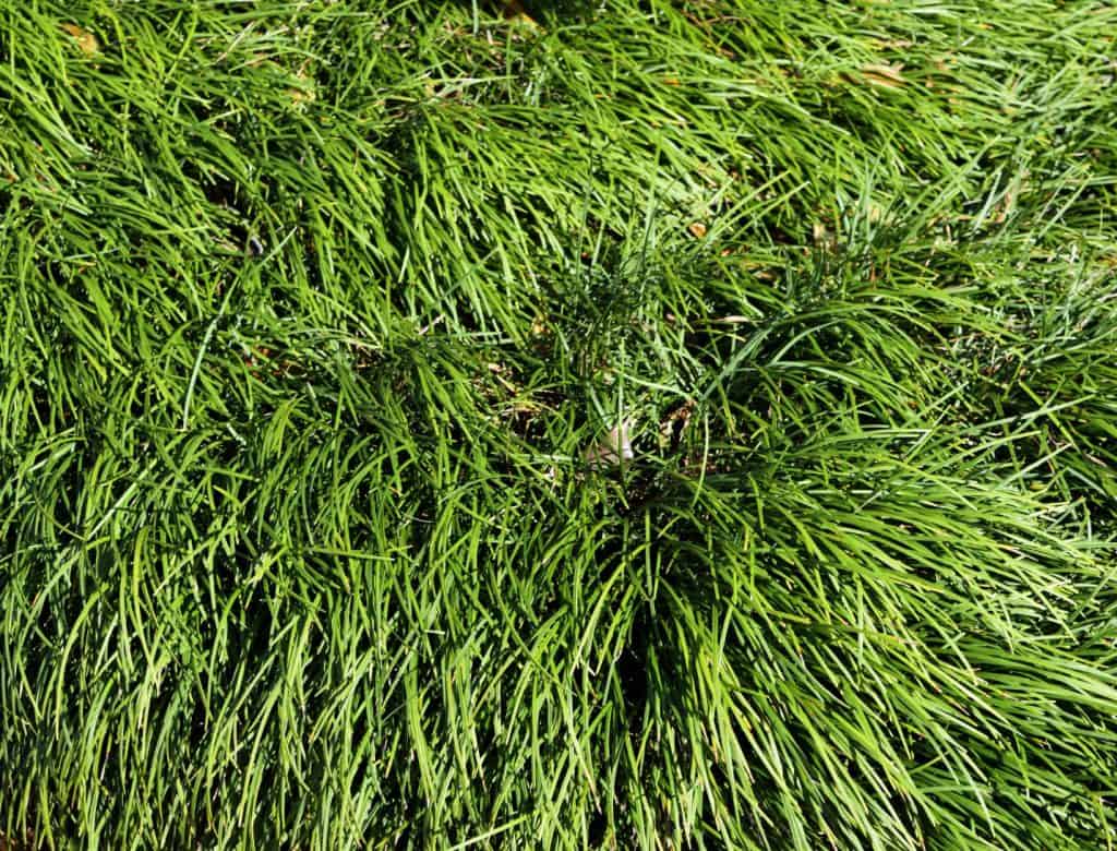 How Do You Rejuvenate Ornamental Grass