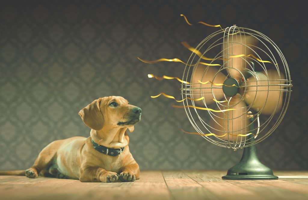 A dog being cooled down by a fan