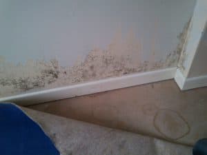 Lots of mold condensation on a drywall with wallpaper