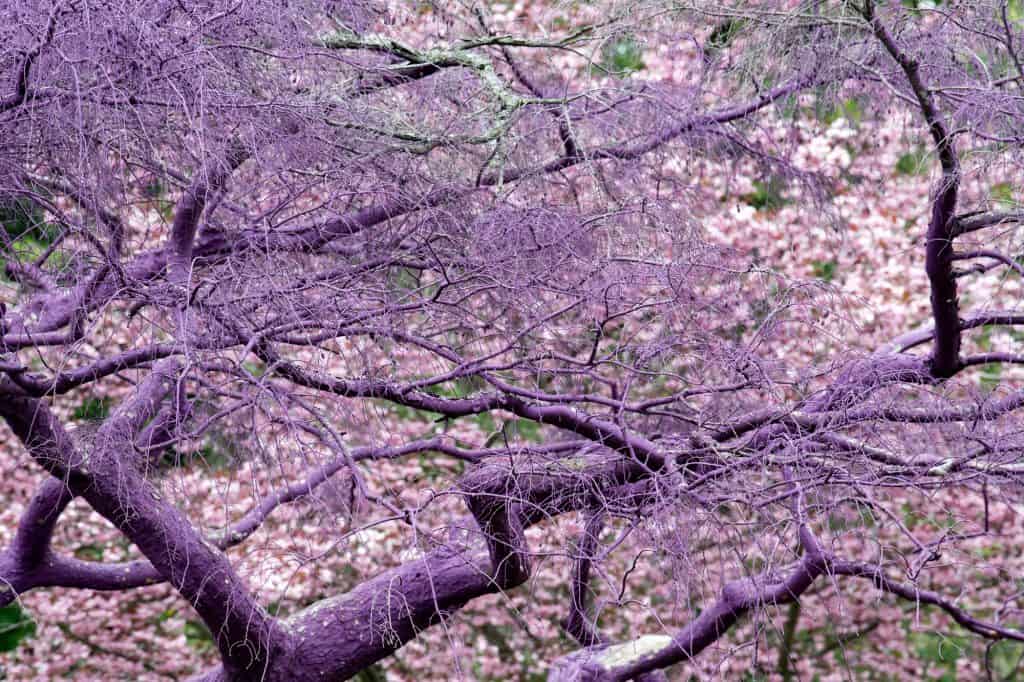 Purple violet painted tree