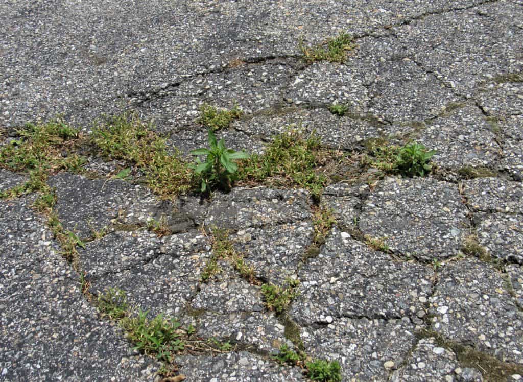 Plants and weeds growing through the cracks in old asphalt