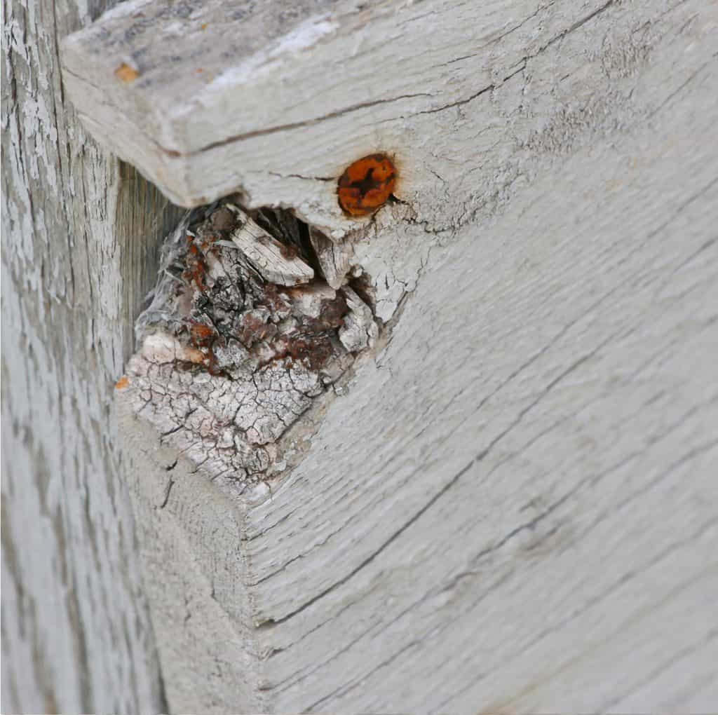 A rusty screw going through some damaged wood