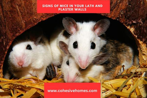 Signs of Mice in Your Lath and Plaster Walls