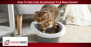 How To Get Cats Acclimated To A New Home (1)
