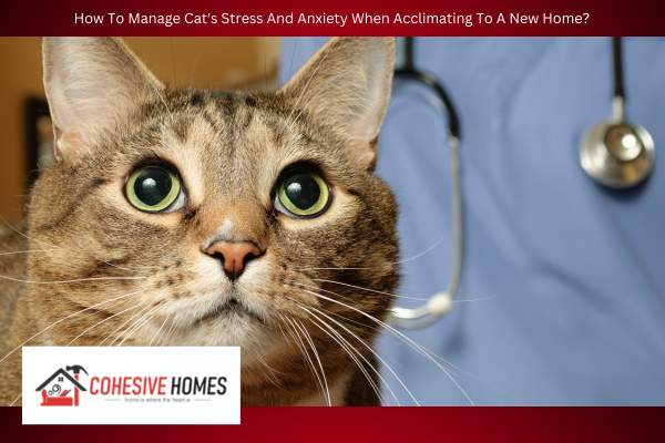 How To Manage Cats Stress And Anxiety When Acclimating To A New Home