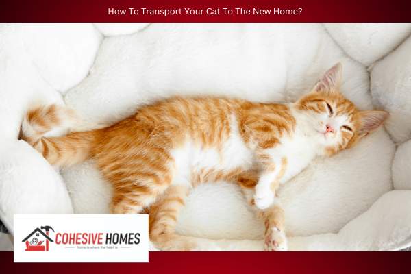 How To Transport Your Cat To The New Home